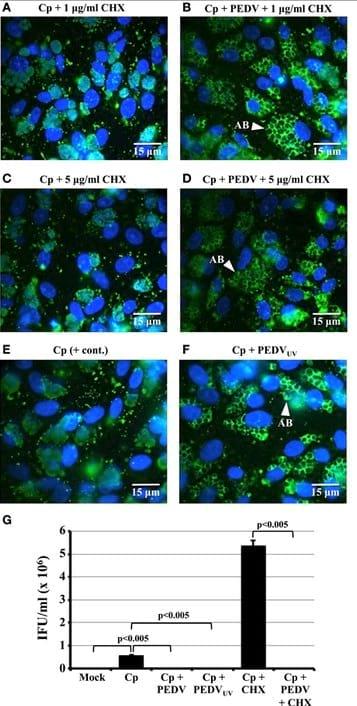 Porcine epidemic diarrhea virus (PEDV) co-infection induced chlamydial persistence/stress does not require viral replication - Image 2