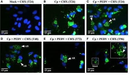 Porcine epidemic diarrhea virus (PEDV) co-infection induced chlamydial persistence/stress does not require viral replication - Image 3