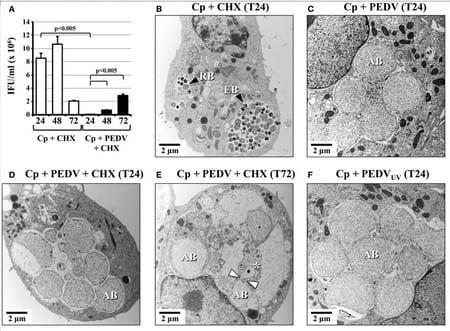 Porcine epidemic diarrhea virus (PEDV) co-infection induced chlamydial persistence/stress does not require viral replication - Image 4