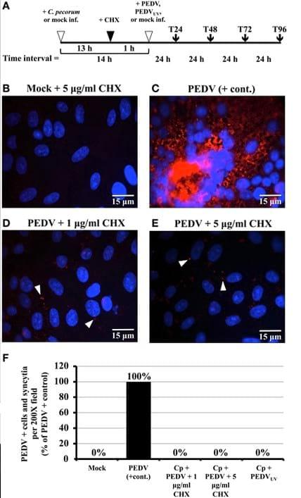 Porcine epidemic diarrhea virus (PEDV) co-infection induced chlamydial persistence/stress does not require viral replication - Image 1