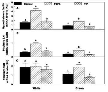 Photostimulation effects on reproductive activities of domestic birds - Image 10