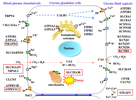 Hen uterine gene expression profiling during eggshell formation reveals putative proteins involved in the supply of minerals or in the shell mineralization process - Image 6