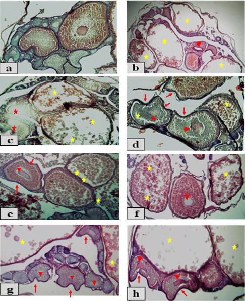 Pawpaw (Carica papaya) seeds powder in Nile tilapia (Oreochromis niloticus) diets: 2 Liver status, sexual hormones and histological structure of the gonads - Image 8