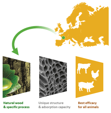 Toxin binder: Better piglet performance and reduced mortality with Carbovet® - Image 1