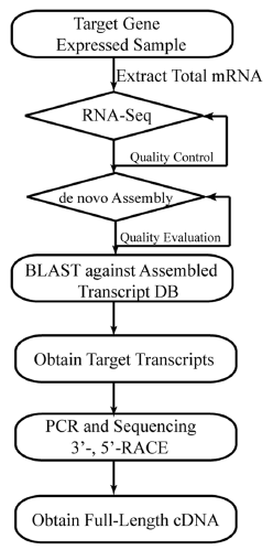Integrating De Novo Transcriptome Assembly and Cloning to Obtain Chicken Ovocleidin-17 Full-Length cDNA - Image 1