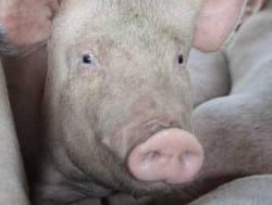 Mixing Sows – How to Maximise Welfare - Image 1