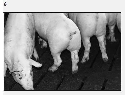 Mycoplasma hyosynoviae A Case Study: Quantitative assessment of incidence and severity across time alongside a diagnostic monitoring plan and intervention - Image 7