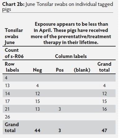 Mycoplasma hyosynoviae A Case Study: Quantitative assessment of incidence and severity across time alongside a diagnostic monitoring plan and intervention - Image 44