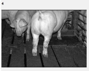 Mycoplasma hyosynoviae A Case Study: Quantitative assessment of incidence and severity across time alongside a diagnostic monitoring plan and intervention - Image 3