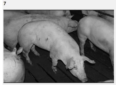 Mycoplasma hyosynoviae A Case Study: Quantitative assessment of incidence and severity across time alongside a diagnostic monitoring plan and intervention - Image 10