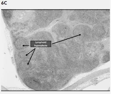 Mycoplasma hyosynoviae A Case Study: Quantitative assessment of incidence and severity across time alongside a diagnostic monitoring plan and intervention - Image 9