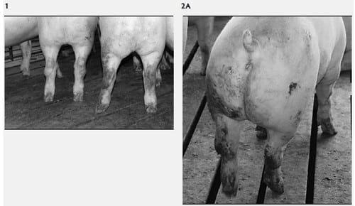 Mycoplasma hyosynoviae A Case Study: Quantitative assessment of incidence and severity across time alongside a diagnostic monitoring plan and intervention - Image 1
