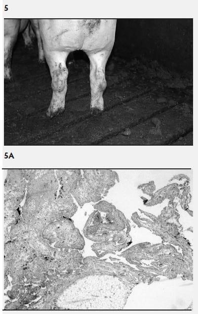 Mycoplasma hyosynoviae A Case Study: Quantitative assessment of incidence and severity across time alongside a diagnostic monitoring plan and intervention - Image 6