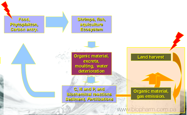 Effect of Incorporating “OXYDOL®” in White Shrimp Farming Ponds Litopenaeus vannamei over Production and Physical-Chemical Parameters - Image 1