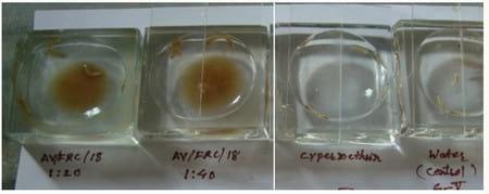 Efficacy of Herbal Fly Repellent Product (Keetguard Liquid) to Control Musca Domestica Population in Poultry Egg Layer Farm - Image 3