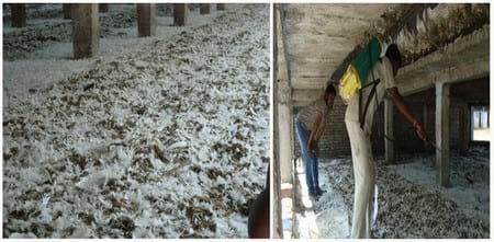 Efficacy of Herbal Fly Repellent Product (Keetguard Liquid) to Control Musca Domestica Population in Poultry Egg Layer Farm - Image 1
