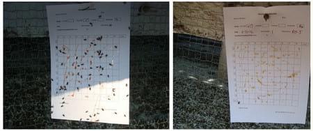 Efficacy of Herbal Fly Repellent Product (Keetguard Liquid) to Control Musca Domestica Population in Poultry Egg Layer Farm - Image 2