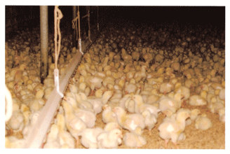 AQUABLEND AVIAN Trial - Image 6