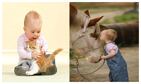 Animal Welfare and Rights (Part I) - Image 1