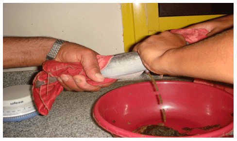 Reducing the Cannibalism among newly hatched African Catfish, Clarias gariepinus, Fry by Grading - Image 1