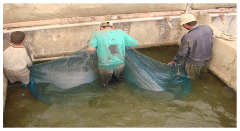 Reducing the Cannibalism among newly hatched African Catfish, Clarias gariepinus, Fry by Grading - Image 6