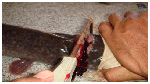 Reducing the Cannibalism among newly hatched African Catfish, Clarias gariepinus, Fry by Grading - Image 2