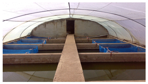Reducing the Cannibalism among newly hatched African Catfish, Clarias gariepinus, Fry by Grading - Image 8