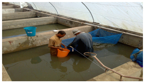 Reducing the Cannibalism among newly hatched African Catfish, Clarias gariepinus, Fry by Grading - Image 9