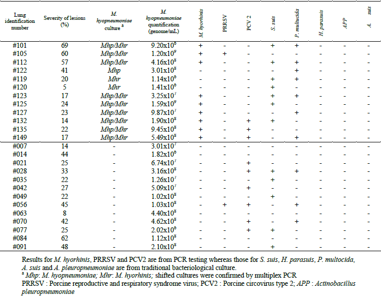 Genetic diversity of M. hyopneumoniae isolates of abattoir pigs - Image 3
