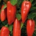 Phytobiotics: an Alternative to Antibiotic Growth Promoters - Image 2