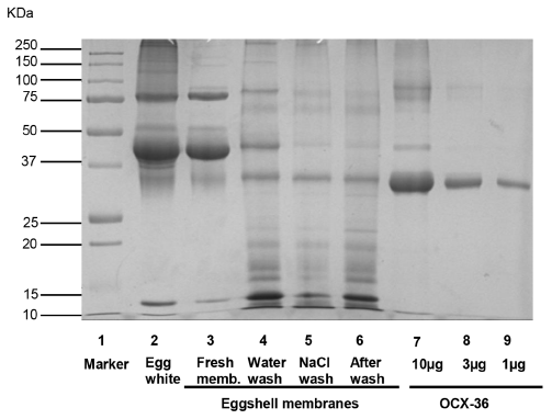 Ovocalyxin-36 Is a Pattern Recognition Protein in Chicken Eggshell Membranes - Image 9