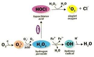 Oxidative Stress and Fertility in Dairy Animals - Image 1