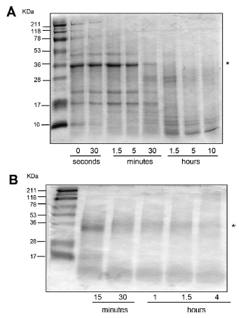 Ovocalyxin-36 is an effector protein modulating the production of proinflammatory mediators - Image 3