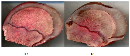 Nutritionally induced cellular signals that affect skeletal integrity in swine - Image 6