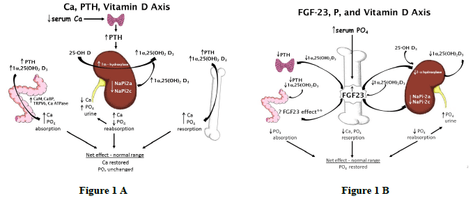 Nutritionally induced cellular signals that affect skeletal integrity in swine - Image 3