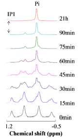 Characterization of a Mutant Buttiauxella Phytase using Phytic Acid and Phytic Acid-Protein Complex as Substrates - Image 10