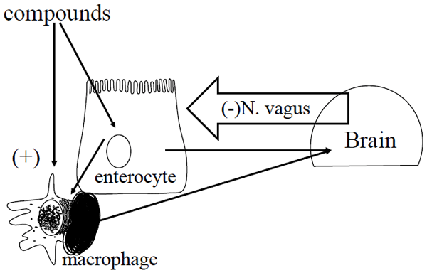 Gut Health, Intestinal Innate Immunity and Performance - Image 1
