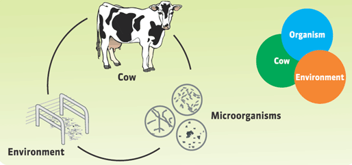Understanding Mastitis: From Perspective of Inflammation - Image 2