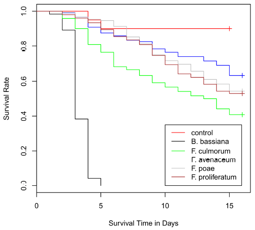 Effect of Fungal Colonization of Wheat Grains with Fusarium spp. on Food Choice, Weight Gain and Mortality of Meal Beetle Larvae (Tenebrio molitor) - Image 1