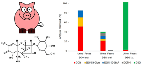 Metabolism of the masked mycotoxin deoxynivalenol-3-glucoside in pigs - Image 1