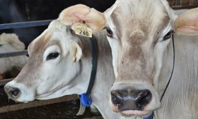 Using Cover Crops for Forage Supply and Dairy Production - Image 1