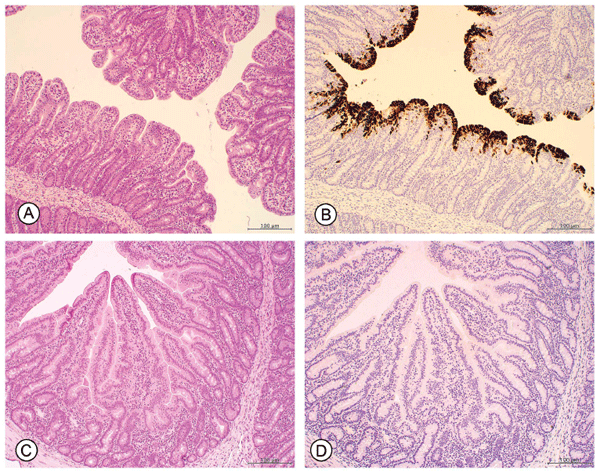 Porcine Epidemic Diarrhea Virus RNA Present in Commercial Spray-Dried Porcine Plasma Is Not Infectious to Naïve Pigs - Image 11