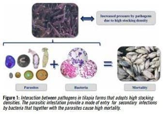Health challenges in tilapia culture in Brazil - Image 1