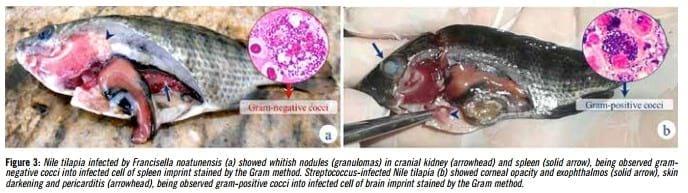 Health challenges in tilapia culture in Brazil - Image 3