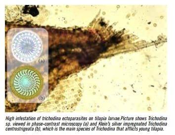 Health challenges in tilapia culture in Brazil - Image 7