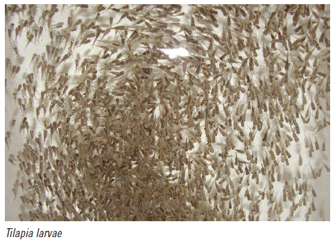 A nutritional additive increases survival and reduces parasitism in Nile tilapia during masculinisation - Image 4