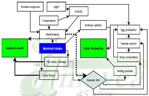 Factors that Affect Feed Intake in Heavy Hens - Image 1