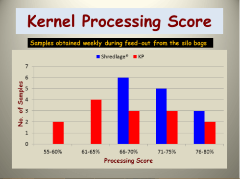 Update on Corn Shredlage for Dairy Cows - Image 1