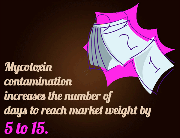 5 numbers that will make you consider adding binders to fattening pigs feed - Image 3