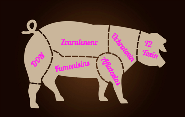 5 numbers that will make you consider adding binders to fattening pigs feed - Image 1